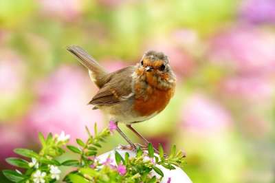 动物 鸟 知更鸟 Erithacus Rubecula 年轻 细心