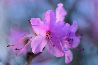 映山红 花 灌木 花瓣 雌蕊 蕊 春天 开花