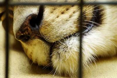 狮子 动物园 笼 动物园里的动物 捕食者 大猫 野生动物