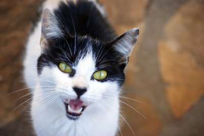 猫 猫眼 猫脸 Katzenkopf 头 家畜