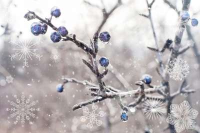 冬天 雪 浆果 蓝莓 冰 寒冷的 自然 霜 树木 灰色雪