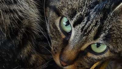 猫 动物 猫看