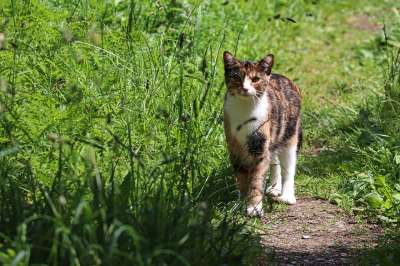 猫 宠物 动物 国内的 猫科动物 哺乳动物 草 小猫 头