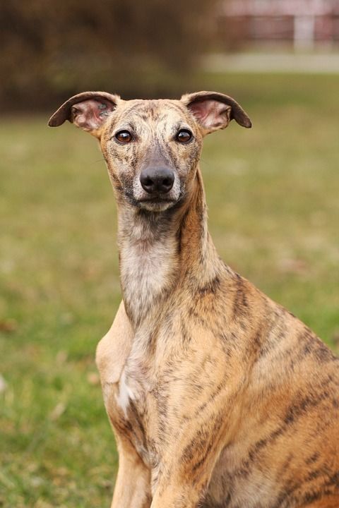 惠比特犬 狗 犬类 宠物 肖像 自然 目睹 美丽的 棕色的狗