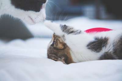 猫 小猫 动物 宠物 床 床单 房间 蓝色房间 蓝色的床