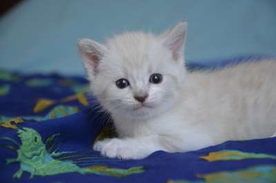 小猫猫 小的 猫科动物 可爱 动物 小猫 可爱的小猫 猫看 家畜
