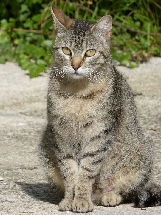 猫 姿势 宠物 吉祥物
