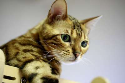 孟加拉 猫 宠物 孟加拉猫 宝贝猫 猫的图片 动物 微妙的组合