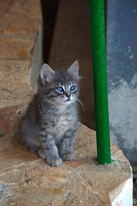 猫 小猫 动物 眼睛 猫科动物 猫看 家畜