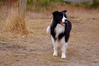 狗 牧羊犬 英国牧羊犬 边境牧羊犬