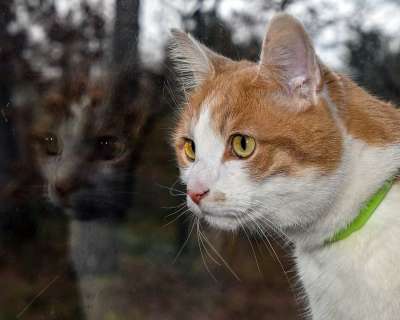 猫 反射 窗户 猫科动物 头 动物 晚上