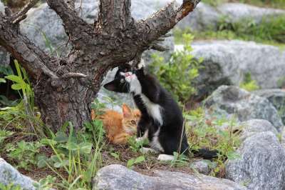 猫 小猫 宝贝猫 宠物