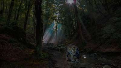 森林 老虎 自然 动物 野生动物 猫 荒野 树木 大气的 神秘