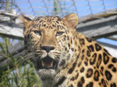 豹 动物园 野蛮的 猫科动物 动物区系 动物 野生动物 捕食者