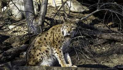 猞猁 猫 大猫 动物 Eurasischer 猞猁 哺乳动物 细心
