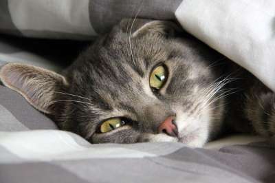 休息 猫 可爱猫咪 宠物 条纹猫 可爱的 猫脸 肖像 睡觉