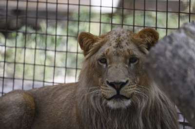 狮子 Felida大型猫科动物 捕食者 食肉动物