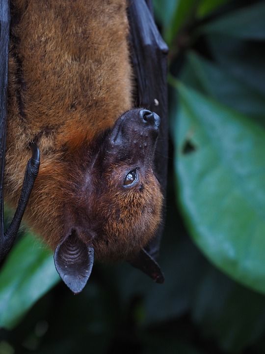 飞狗 翼足科 哺乳动物 蝙蝠 Chiroptera