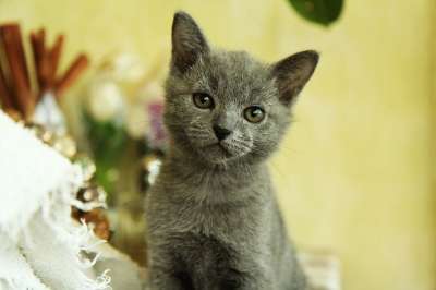 猫 宝贝猫 动物 宠物 可爱的动物