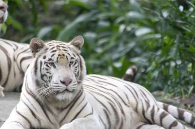 白色的老虎 老虎 猫 猫科动物 动物 躺着 有条纹的 条纹 危险