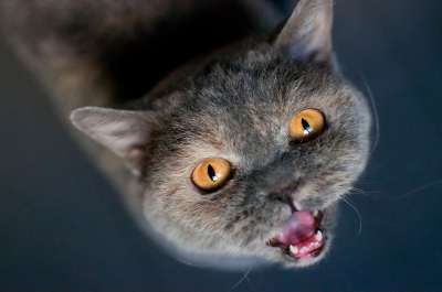 猫 英国短毛猫 喵呜声 动物 橙色的 眼睛 饥饿 饿了