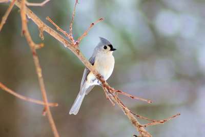 冬天 Tufted Titmouse 鸟 簇绒 Titmouse 自然