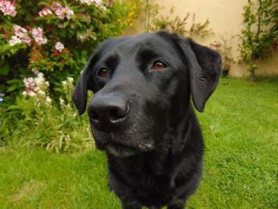 拉布拉多犬 猎犬 实验室 黑色的 狗 花园 肖像