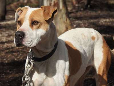 狗 犬类 作好准备 Pitbull 看门狗 猎犬 忠诚 宠物