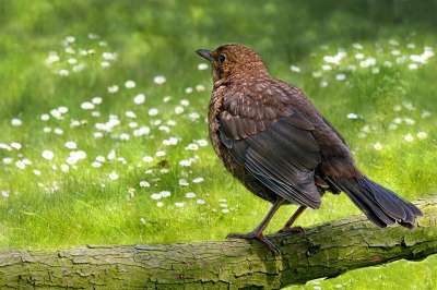 节气门 鸟 动物 Turdus Philomelos 树 科 花园