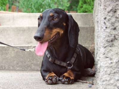 腊肠犬 狗 黑 可爱 爱 忠诚 放松
