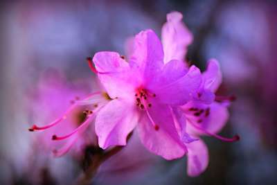 映山红 花 灌木 花瓣 雌蕊 盛开 春天 杜鹃 花园 明亮的