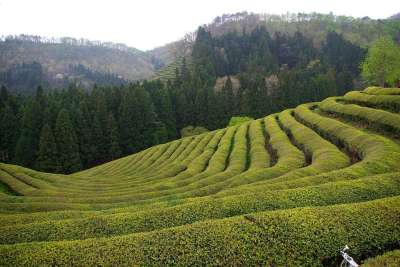 谷 爬坡道 山 大自然 旅行 宝城 绿色茶园 景观 郊区 风光