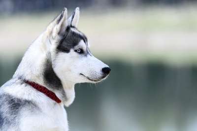 狗 犬科 可爱 哺乳动物 动物