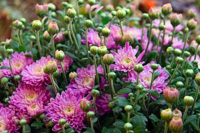 秋季 秋花 菊花 粉红色菊花 在绽放 鲜花 植物区系 花 花花园