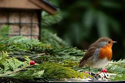 动物 鸟 知更鸟 Erithacus Rubecula 鸣禽 觅食