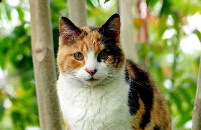 猫 动物 猫科动物 宠物 印花布 毛皮
