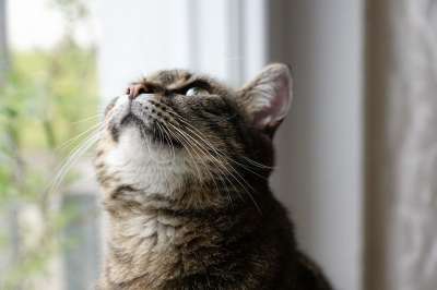 猫 动物 家畜 猫眼 幼兽 Tigerle 老虎 宿醉 看法