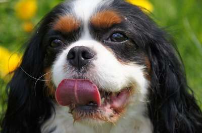骑士 狗 狗的品种 骑士查理王猎犬 骑士犬 卡维希 西班牙猎犬