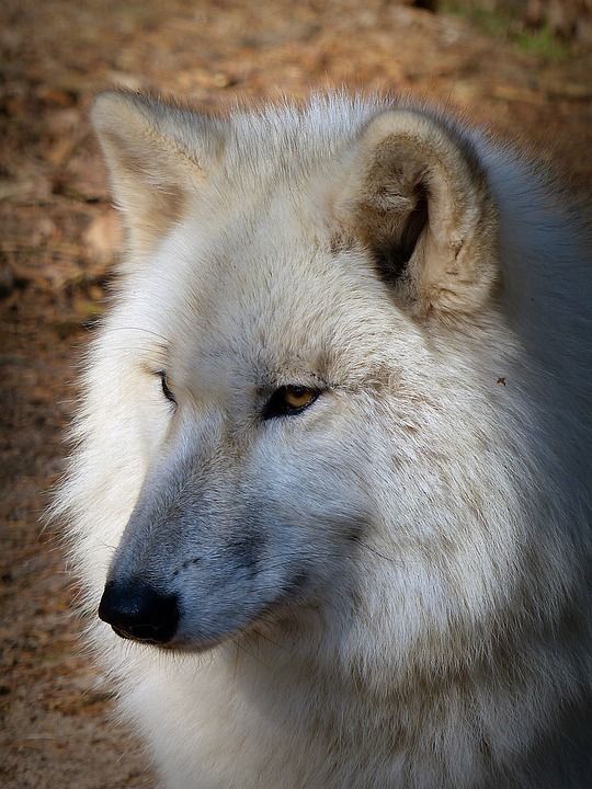 狼 野生动物 捕食者 食肉动物 濒危 森林居民 Hundeartig