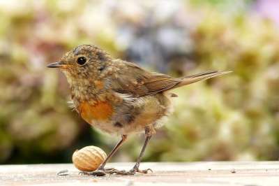 动物 鸟 知更鸟 Erithacus Rubecula 鸣禽 年轻