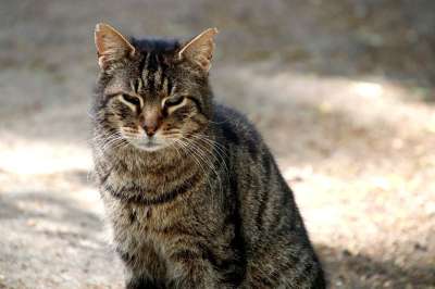 猫 猫科动物 户外 宠物 动物 哺乳动物 流浪猫
