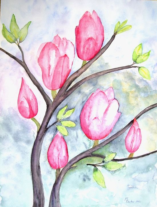 木兰 花 开花 绘画 图片 艺术 作画 染 艺术的 艺术家