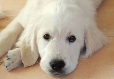 狗的婊子 金毛猎犬 年轻的婊子 白毛 小狗金
