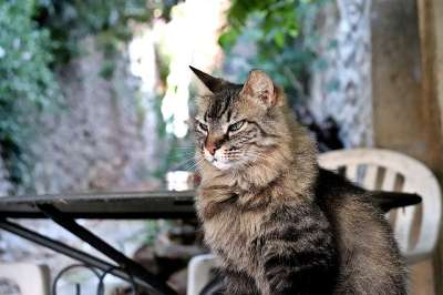 猫 猫科动物 老虎 捕食者 可爱 坐在 阳台 镇 夏天 休息
