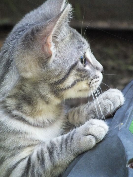 小猫 老虎 灰色的 基蒂 猫 可爱的 好奇的 猫科动物 宠物
