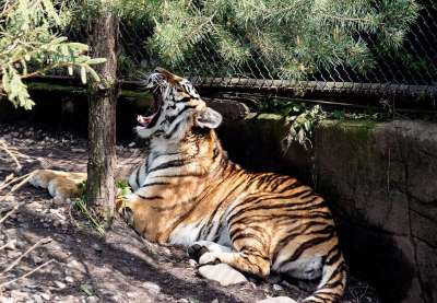 老虎 西伯利亚虎 哺乳动物 动物 野生动物 大猫 危险的 食肉动物