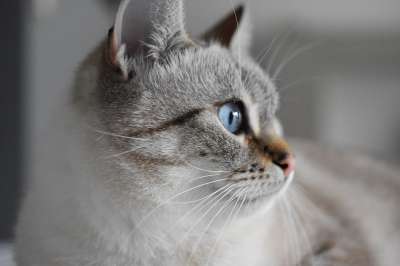 猫 动物 蓝眼睛 毛皮 柔软的 哺乳动物 小胡子 可爱
