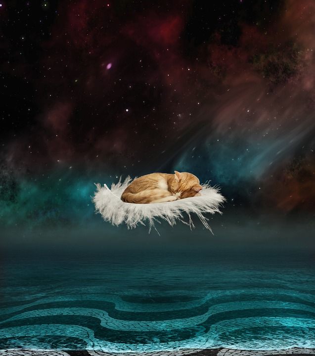 幻想 水 猫 星空 铺路石 春天 作曲 蒙太奇 夜晚 前夕