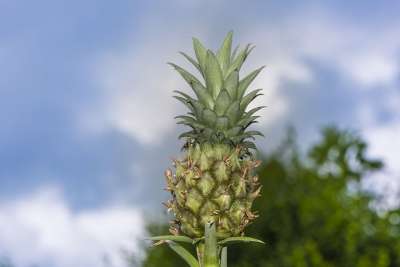 迷你菠萝 菠萝 计划 一顿饭 热带 水果 小的 婴儿 可爱的