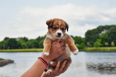 小狗 湖 宠物 犬类 狗 动物